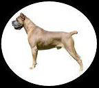 CaneCorso.com